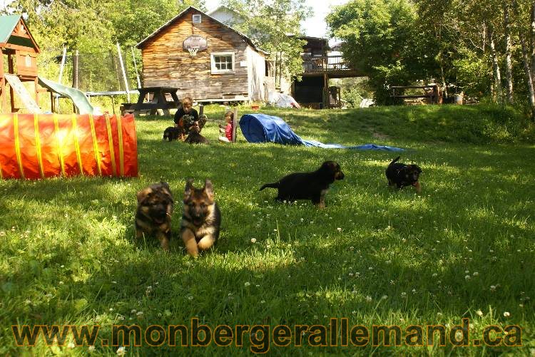 Les chiots a Kenya avec Roxy comme invité !