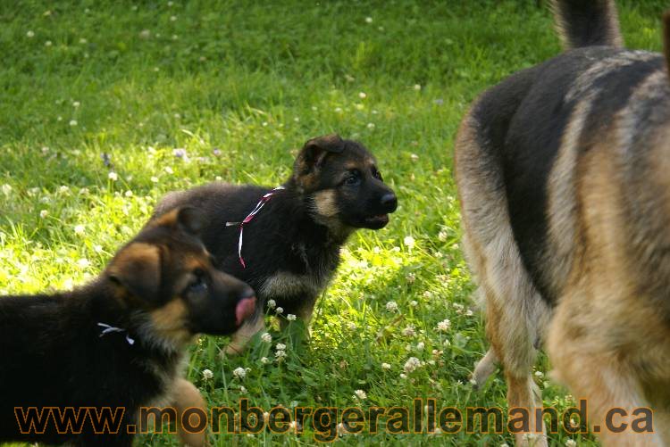 Les chiots a Kenya avec Roxy comme invité !