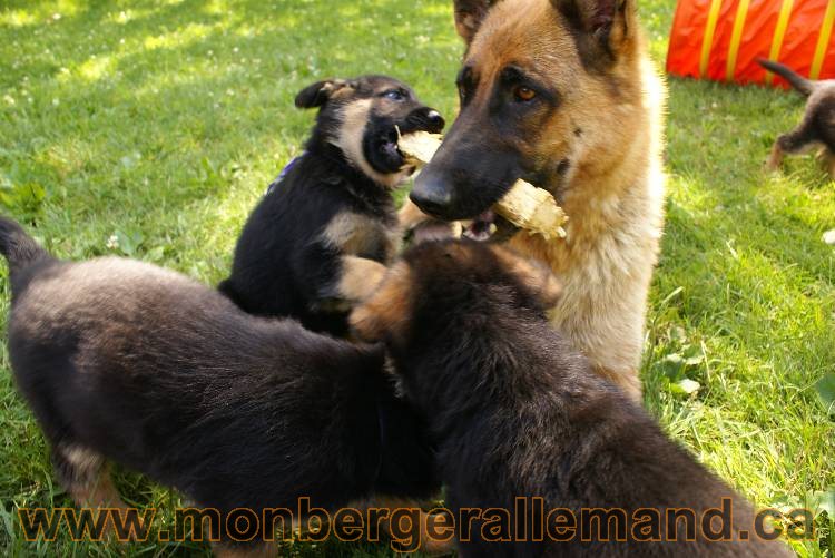 Les chiots a Kenya avec Roxy comme invité !