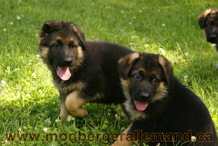 Les chiots a Kenya avec Roxy comme invité !