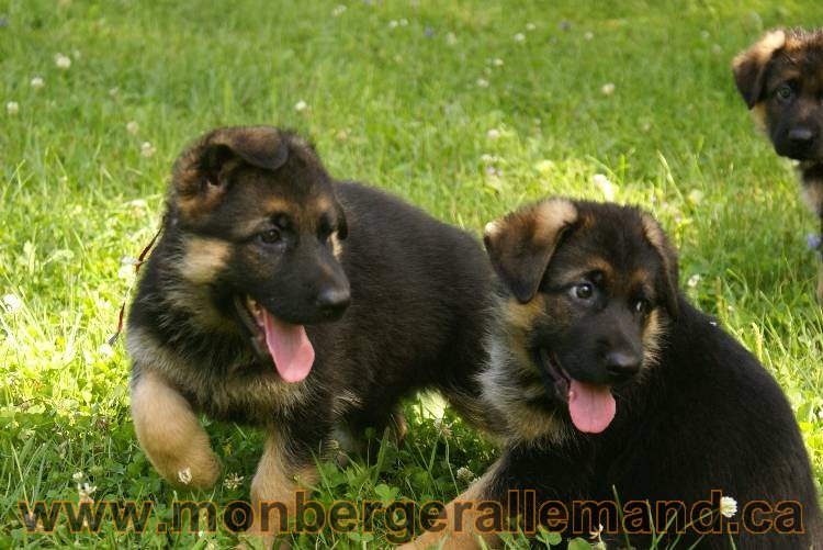Les chiots a Kenya avec Roxy comme invité !