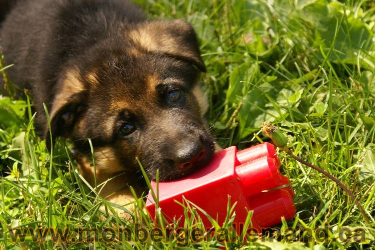 Les chiots a Kenya avec Roxy comme invité !