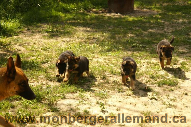 Les chiots a Kenya avec Roxy comme invité !