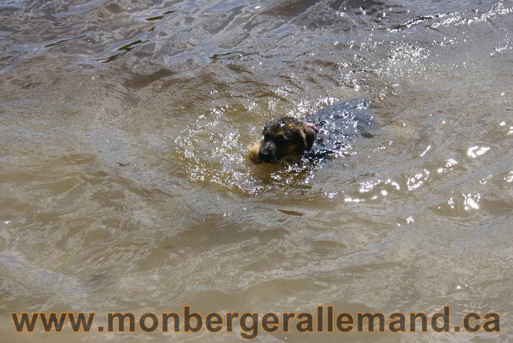 Chiots berger allemand a Kenya 23 juillet 2011