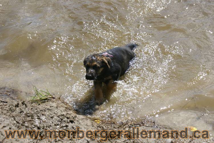 Chiots berger allemand a Kenya 23 juillet 2011