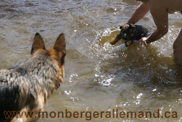Chiots berger allemand a Kenya 23 juillet 2011