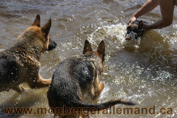 Chiots berger allemand a Kenya 23 juillet 2011