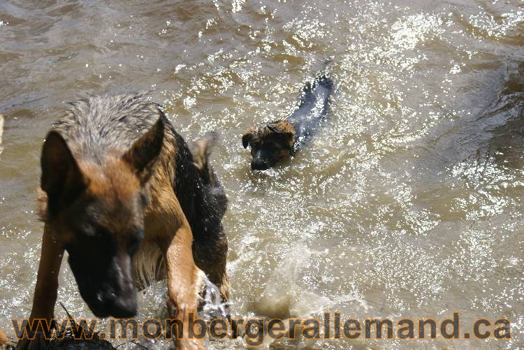 Chiots berger allemand a Kenya 23 juillet 2011