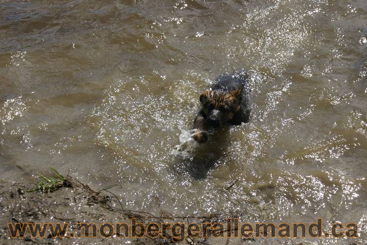 Chiots berger allemand a Kenya 23 juillet 2011
