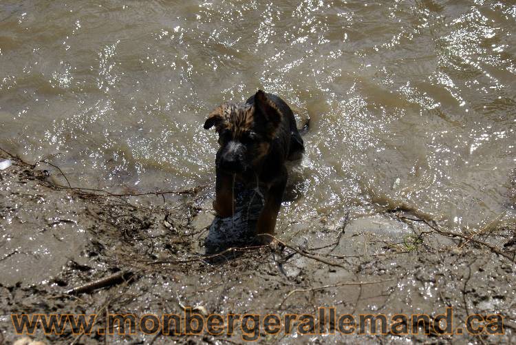 Chiots berger allemand a Kenya 23 juillet 2011