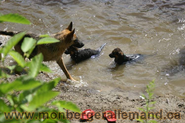 Chiots berger allemand a Kenya 23 juillet 2011