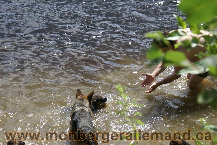 Chiots berger allemand a Kenya 23 juillet 2011