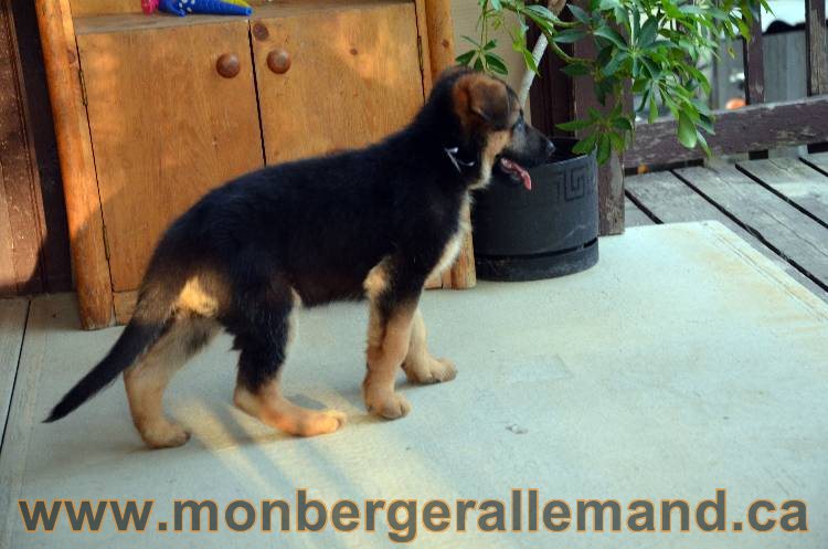 Emma 2 Aout 2011 - Chiot Berger Allemand Femelle