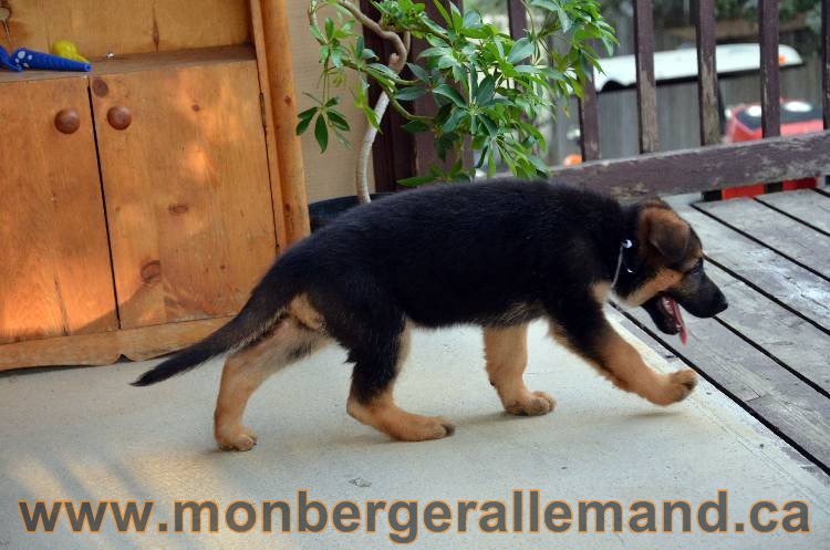 Emma 2 Aout 2011 - Chiot Berger Allemand Femelle