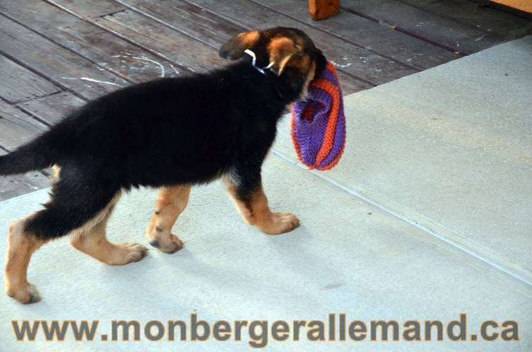 Emma 2 Aout 2011 - Chiot Berger Allemand Femelle