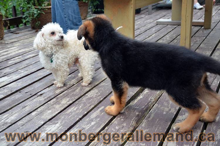 Emma 2 Aout 2011 - Chiot Berger Allemand Femelle