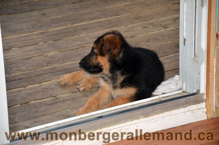 Emma 2 Aout 2011 - Chiot Berger Allemand Femelle