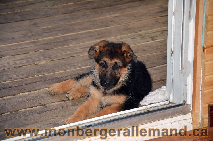 Emma 2 Aout 2011 - Chiot Berger Allemand Femelle