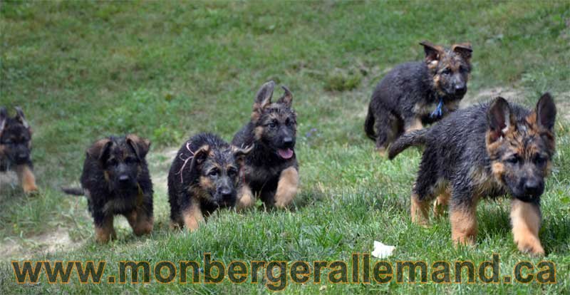 Chiots berger allemand a Kenya 28 Juillet 2011, retour de la baignade !