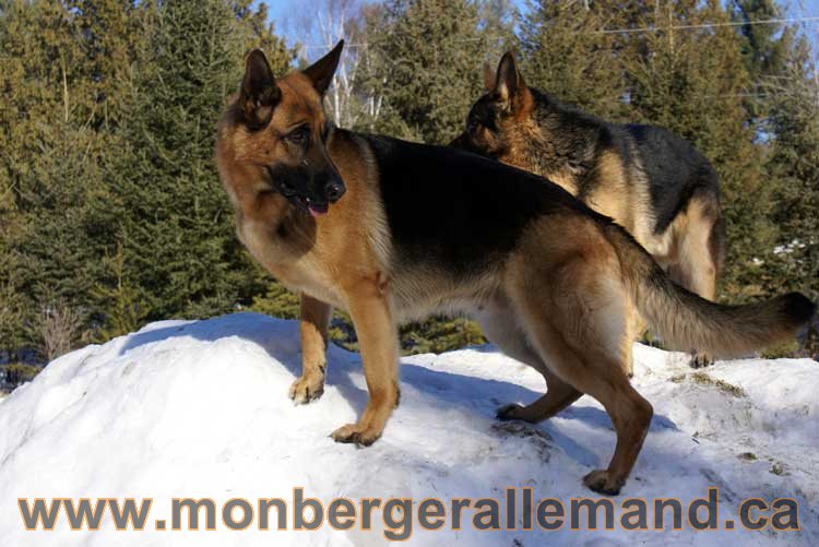 Photo berger allemand Janvier 2011 - outaouais-Laurentides-monteregie-estrie-montreal-gatineau-laval