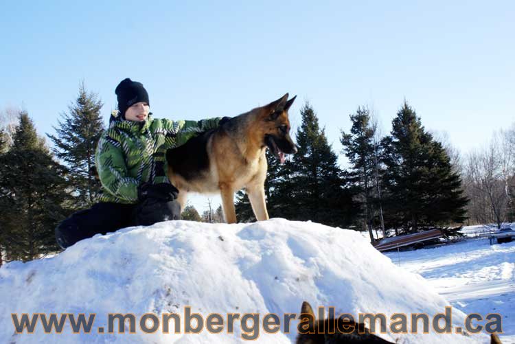 Photo berger allemand Janvier 2011 - outaouais-Laurentides-monteregie-estrie-montreal-gatineau-laval