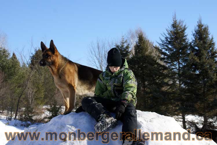 Photo berger allemand Janvier 2011 - outaouais-Laurentides-monteregie-estrie-montreal-gatineau-laval