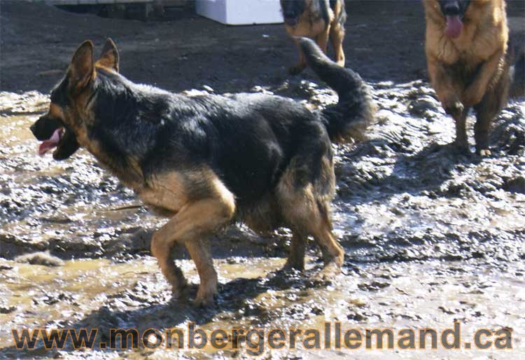 Photos de nos berger allemand mois Avril 2011