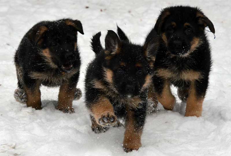 Chiots berger allemand a Lady , Decembre 2011