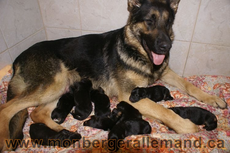 Lady et ses 9 chiots berger allemand , 4 males 5 femelles