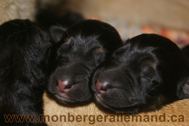 Chiots berger allemand 2011