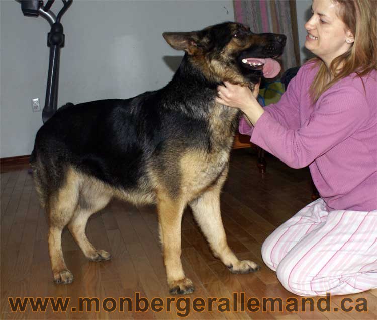 Nos chiens Berger Allemand - Avril 2011