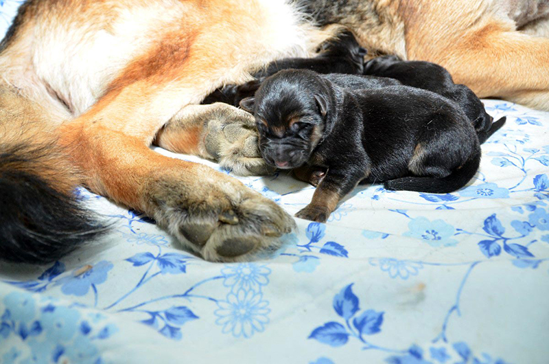 Chiots berger allemand a Roxy 2 jours