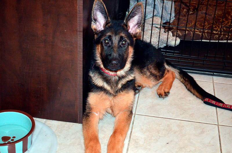 Arya 4 mois né de Roxy et Vidal - Chiot berger allemand Femelle