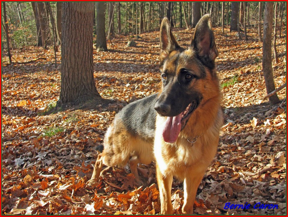 Maca femelle berger allermand 1 ans ! Fille de Lady et Vidal