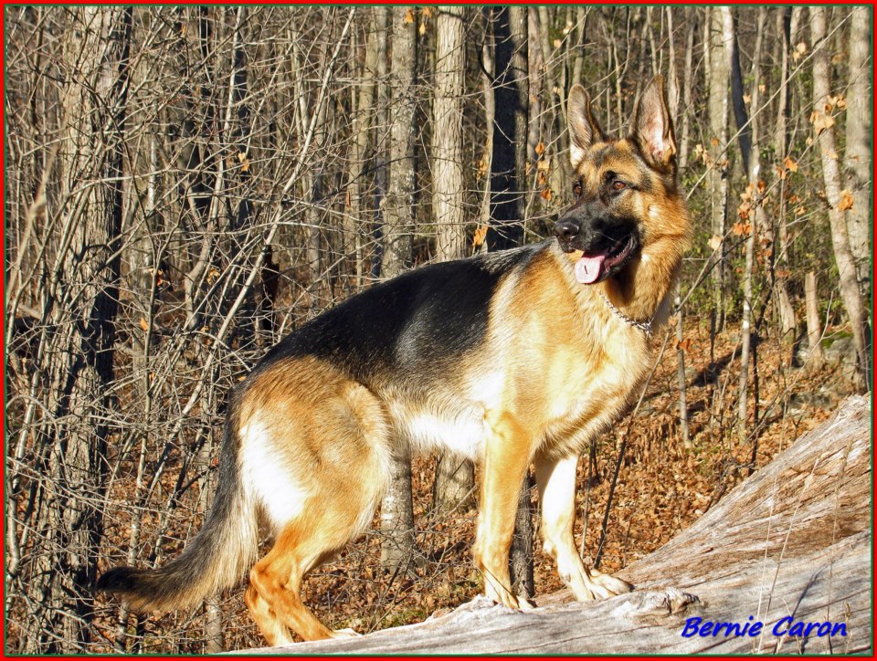 Maca femelle berger allermand 1 ans ! Fille de Lady et Vidal