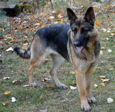 Roxy Octobre 2011 - Berger allemand Femelle Lignée champion du monde